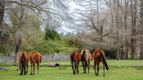 Ringfod Heste sygdomme