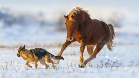 Stivkrampe Heste sygdomme