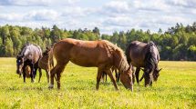 Sur stråle Heste sygdomme