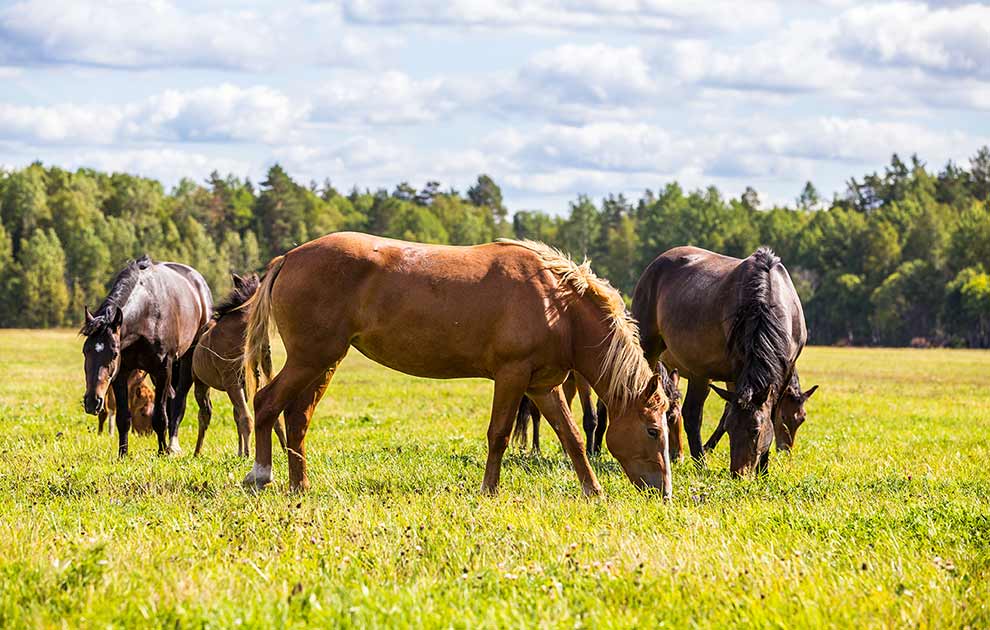 Sur stråle Heste sygdomme