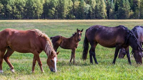 Forfangenhed Heste sygdomme
