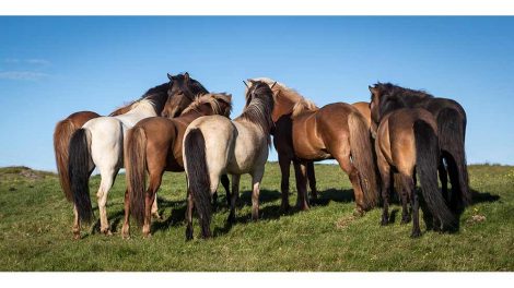 Nyrekolik Heste sygdomme