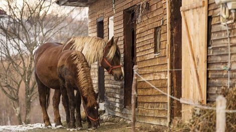 Senestyltefod Heste sygdomme