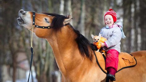 Kissing Spine Heste sygdomme