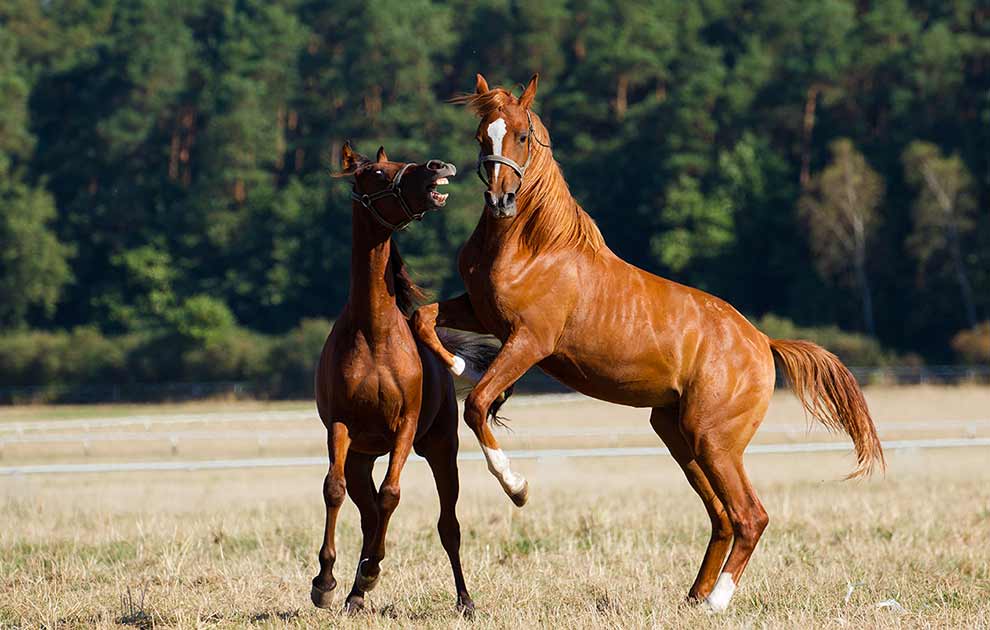 Mavesår Heste sygdomme