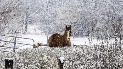 Hovbyld Heste sygdomme