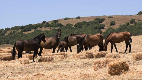 Hovsenebens-betændelse Heste sygdomme