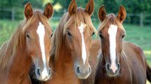 Følsyge Heste sygdomme