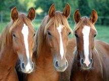 Tvillingedrægtighed, Dyrlægevagten