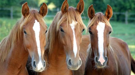 Følsyge Heste sygdomme