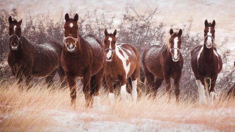 Hvis mund- og klovesyge opstår i DK Heste sygdomme