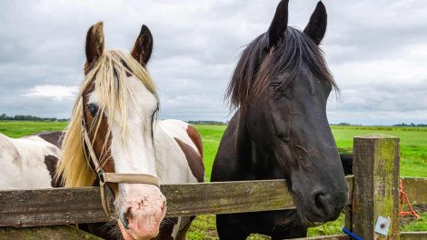 Hestebremser Heste sygdomme