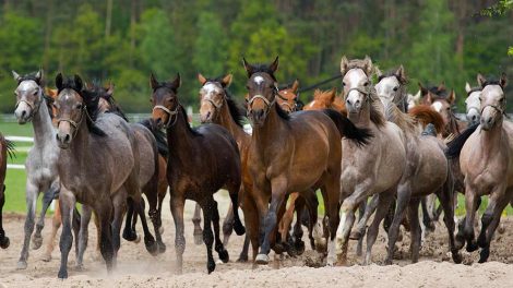 Forhudsbetændelse Heste sygdomme