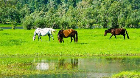 Hoste Heste sygdomme