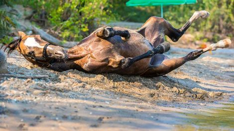 Herpesvirus Heste sygdomme