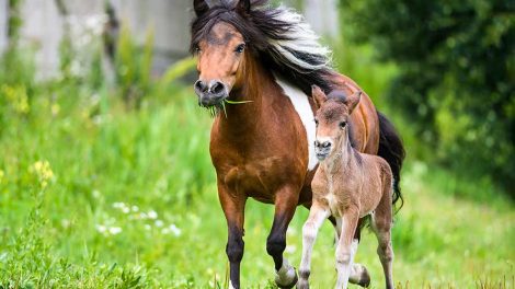Hammelschwanz Heste sygdomme