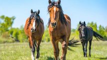 Slingerhed hos plage Heste sygdomme