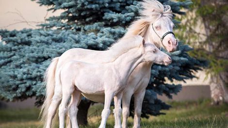 Sommereksem Heste sygdomme