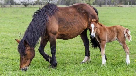 Nældefeber Heste sygdomme