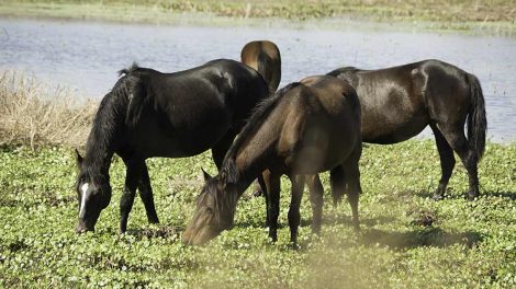 Senelidelser Heste sygdomme