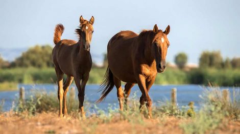 Kuller Heste sygdomme