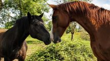 Halsbetændelse Heste sygdomme