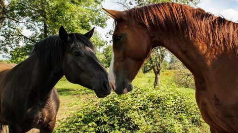 Halsbetændelse Heste sygdomme