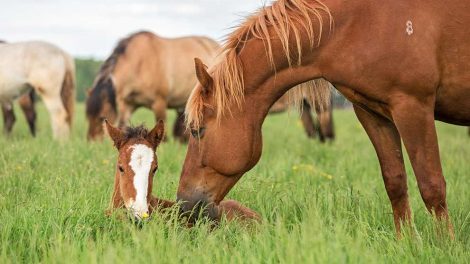 Sandforstoppelse Heste sygdomme