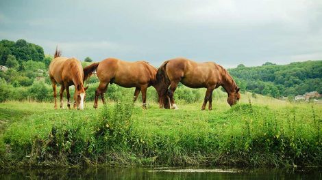 Strygning Heste sygdomme