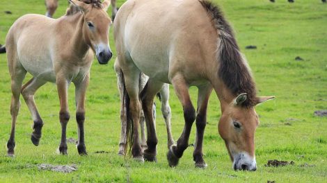 Smedning Heste sygdomme