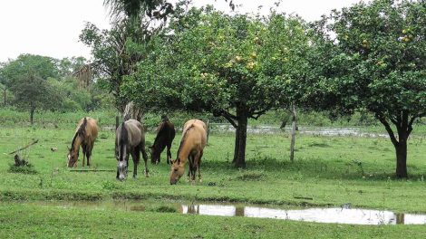 Piphas Heste sygdomme