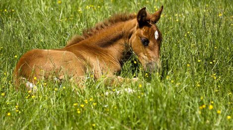 Salmonellose Heste sygdomme