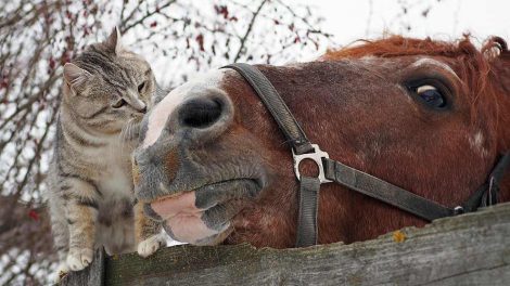 Vorter Heste sygdomme