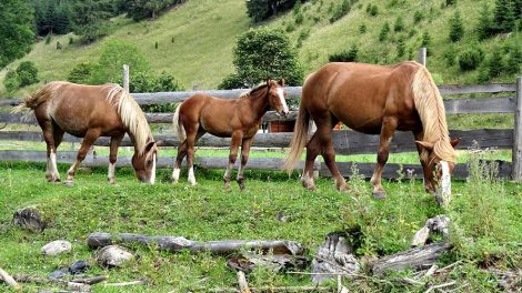 Bændelorm Heste sygdomme