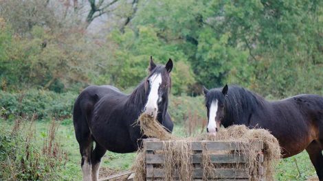 Hvinskhed Heste sygdomme