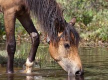 Diarré, Dyrlægevagten