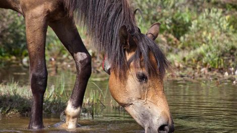 Diarré Heste sygdomme