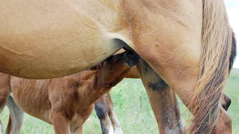 Albuesvamp Heste sygdomme