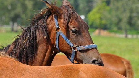 Hanetrit Heste sygdomme