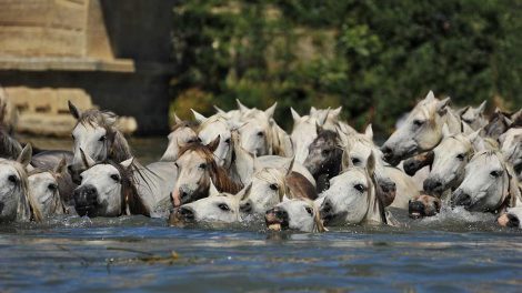 Hovkræft Heste sygdomme