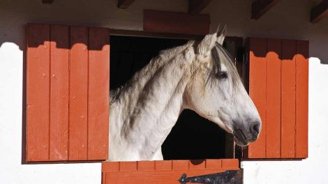 Blodforgiftning Heste sygdomme