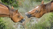 Lymfekarbetændelse Heste sygdomme