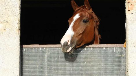 Bylder Heste sygdomme