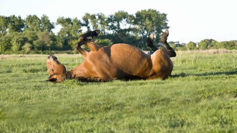 Feber Heste sygdomme