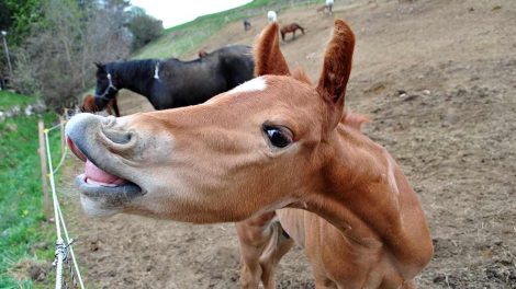 Nervelammelse Heste sygdomme