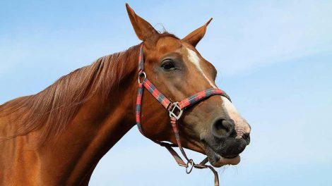 Græssyge Heste sygdomme