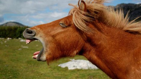 Knoglebrud Heste sygdomme