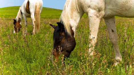 Yverbetændelse Heste sygdomme