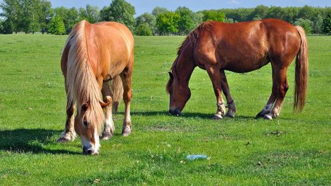 Agern forgiftning Heste sygdomme