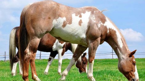 Yverbrand Heste sygdomme